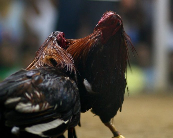 Menggunakan Permainan Judi Sabung Ayam S128 Online