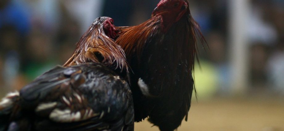 Menggunakan Permainan Judi Sabung Ayam S128 Online