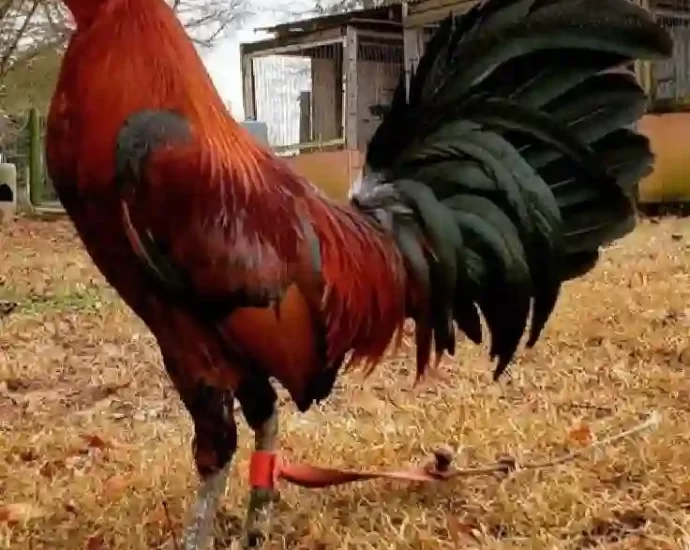 Link Alternatif S128S yang Masih Aktif dan Bisa Diakses Hari Ini